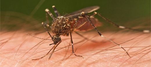 The Best No-See-Um Repellents for the Ultimate Mosquito Fix