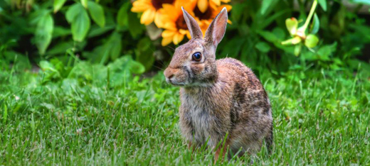 The Best Rabbit Repellents for Your Flowers